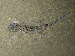 Yemen Short-Fingered Gecko photo 2