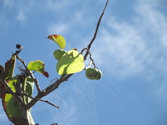 Phyllanthus tequilensis