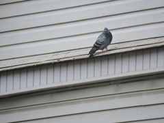 Columba livia domestica