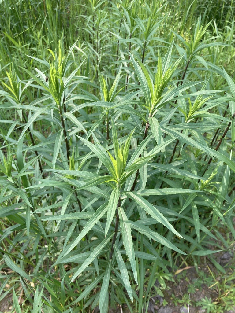 Canada Goldenrod From BY On May 30   Large 