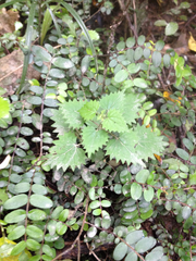 Urtica sykesii
