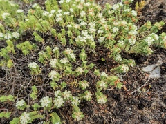 Pimelea xenica