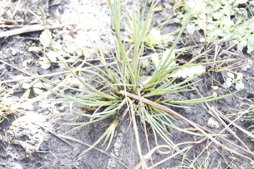 Image of Juncus oxycarpus by (c) Tony Rebelo, some rights reserved (CC BY-SA)