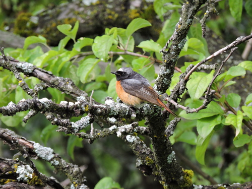 Žltochvost hôrny (Phoenicurus phoenicurus)