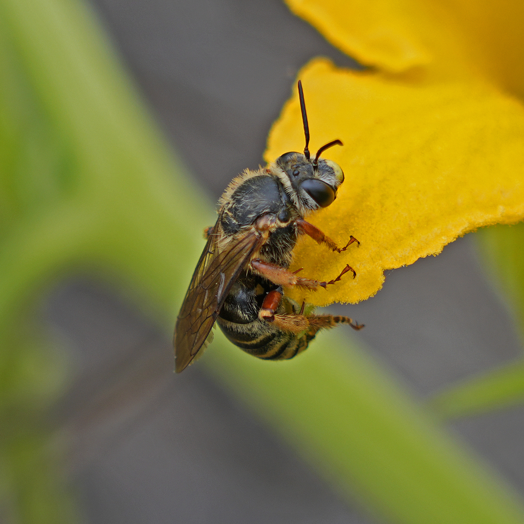 Nimble Squash Bee from Featherly Regional Park, CA, USA on May 29, 2023