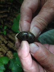 Powelliphanta traversi