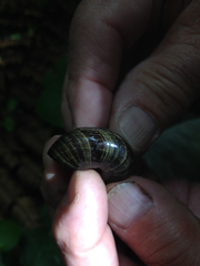 Powelliphanta traversi