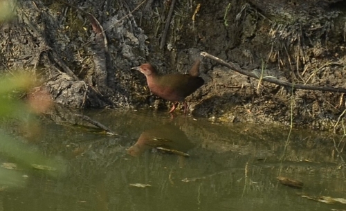 Ruddy-breasted Crake (Zapornia fusca), photo 9
