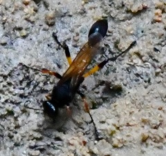 Sceliphron javanum