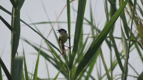 Ashy Prinia (Prinia socialis), photo 9
