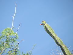 Stenocereus standleyi