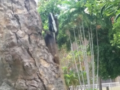 Tropicagama temporalis