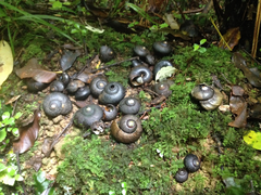 Powelliphanta traversi otakia
