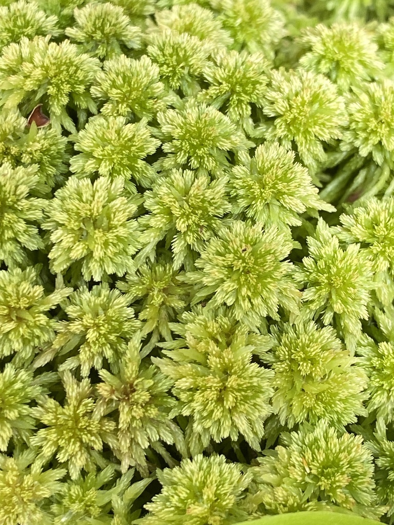Sphagnum mosses (Genus Sphagnum)  iNaturalist
