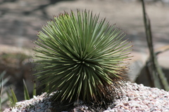 Agave stricta