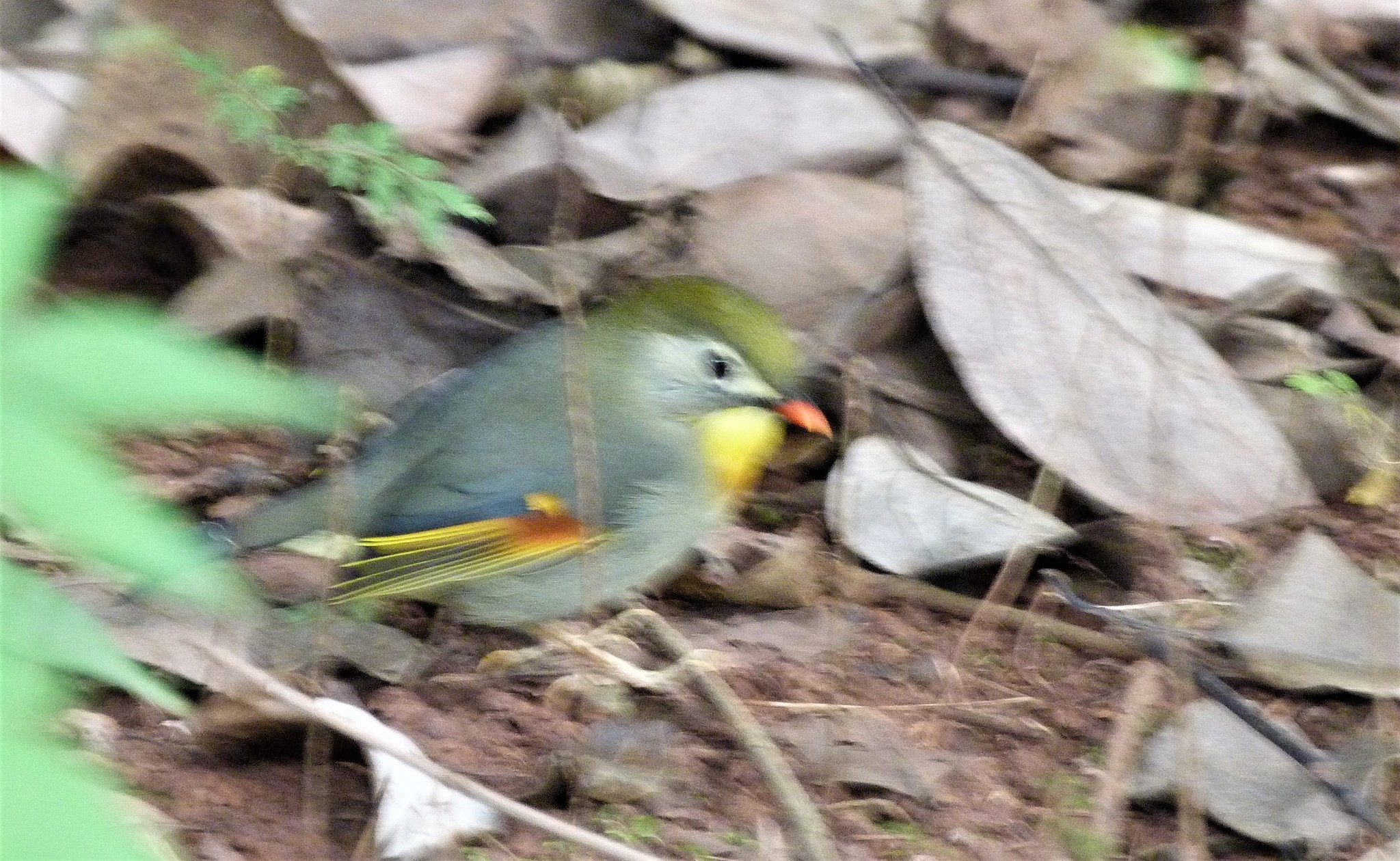 Red-billed Leiothrix