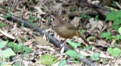 Pterorhinus sannio