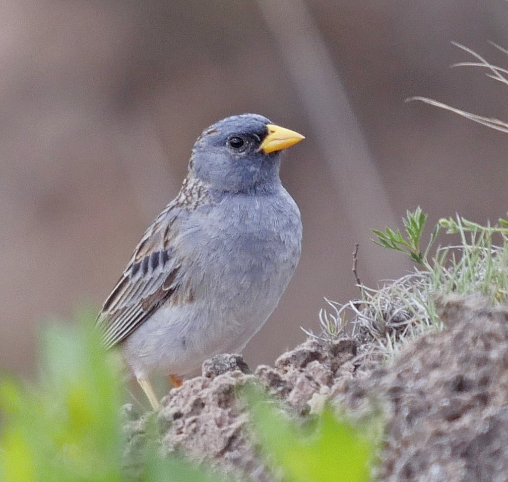 Band-tailed Sierra Finch (Rhopospina alaudina) photo