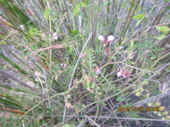 Vicia disperma