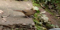 Pterorhinus sannio