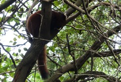 Ailurus fulgens