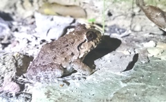 Leptodactylus