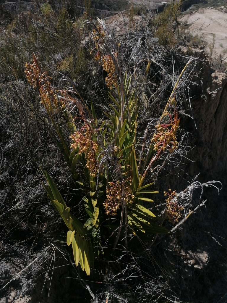 Epidendrum oreonastes Rchb.f. 2