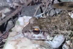 Leptodactylus
