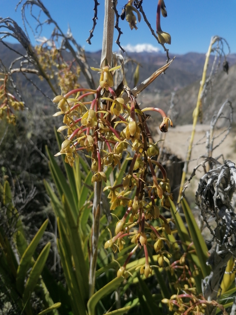 Epidendrum oreonastes Rchb.f. 3