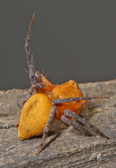 Oxyopes flavipalpis