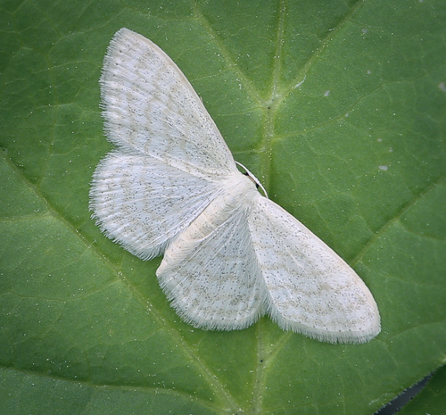 Šviesusis Sprindžiukas nuotrauka