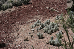Mammillaria sphacelata