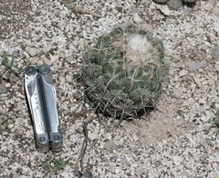 Coryphantha pallida
