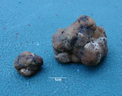 Tuber mexiusanum