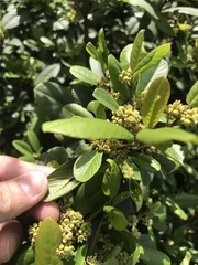 Frangula californica californica