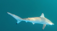 Carcharhinus brevipinna