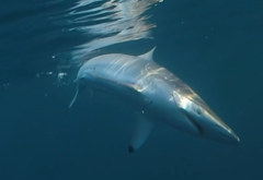 Carcharhinus brevipinna