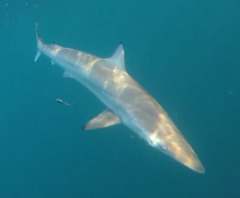 Carcharhinus brevipinna