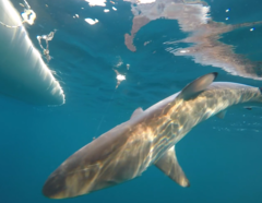 Carcharhinus brevipinna