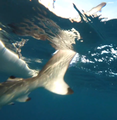 Carcharhinus brevipinna