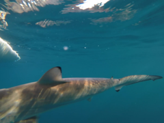 Carcharhinus brevipinna