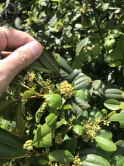 Frangula californica californica