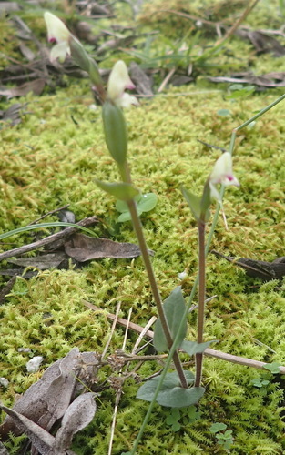 Image of Disperis macowanii by (c) Nicola van Berkel, some rights reserved (CC BY-SA)