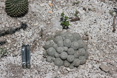 Mammillaria haageana
