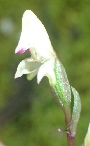 Image of Disperis macowanii by (c) Nicola van Berkel, some rights reserved (CC BY-SA)