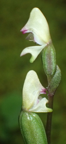 Image of Disperis macowanii by (c) Nicola van Berkel, some rights reserved (CC BY-SA)