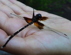 Synthemis miranda