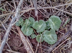 Umbilicus intermedius