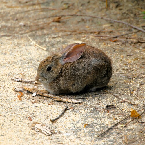 iNaturalist observation photo of Desert Cottontail