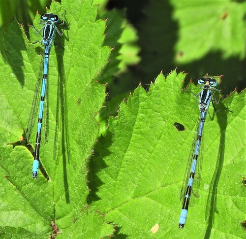 Azure Damselfly, Noord Tilburg, Tilburg, Nederland, photo 7 of 10
